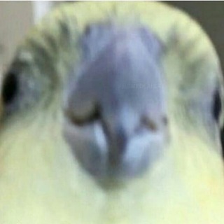 щитпост схемы