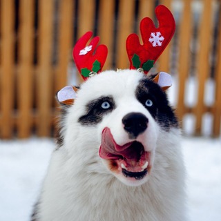 Питомник Грааль Гардарика