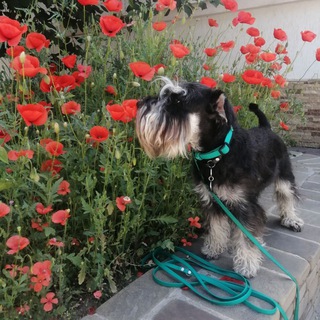 Грэмми My Dream-простая жизнь цвергшнауцера