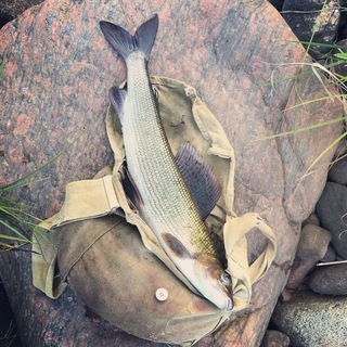 Хариус на полметра — канал о нахлысте