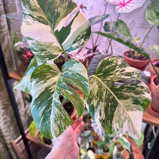 Юлия Снегирева 🌱Личная коллекция