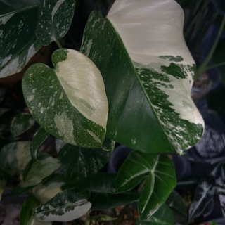 Зелёные обсессии Дианы