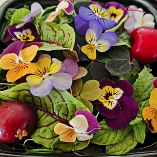 GreenLight 🌱 Микрозелень, съедобные цветы, витграсс