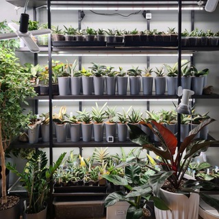 Зелёная банда