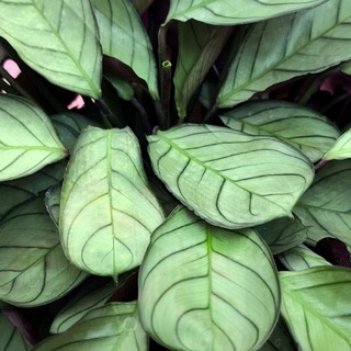 Зелёные пальчики🌱 Комнатные растения. Сад и огород