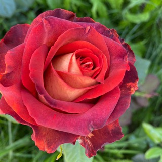 Тепличная фея