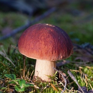 Грибы и ягоды НН