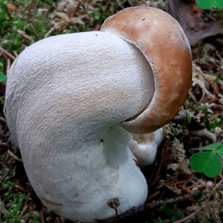 Подмосковные грибники👍