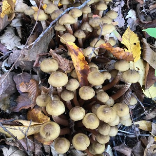 Грибы Геленджика