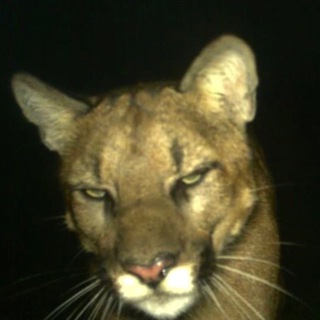 ɢʀɪɪɢᴏʀʏʏᴀɴ