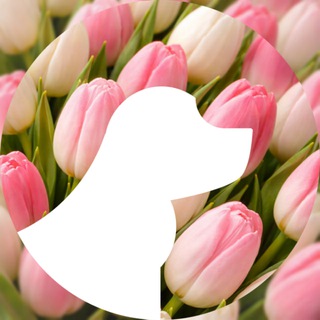 Стрижка собак и кошек/GROOM