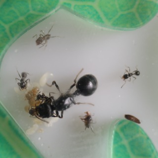 Развитие колонии Messor Structor (муравьи, формикарий)