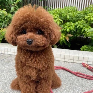 Пудель груша стар