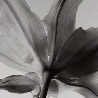 𝑔𝓇𝓎𝓏𝓏𝓏𝒽𝒶