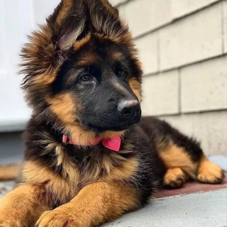 НЕМЕЦКАЯ ОВЧАРКА. ПИТОМНИК. ЩЕНКИ