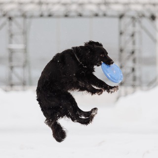 жиɜнь чᴇᴛыᴩёх ᴧᴀᴨᴏᴦᴏ хʙᴏᴄᴛᴀ🐶🐾