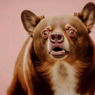 Путеводитель по собачкам