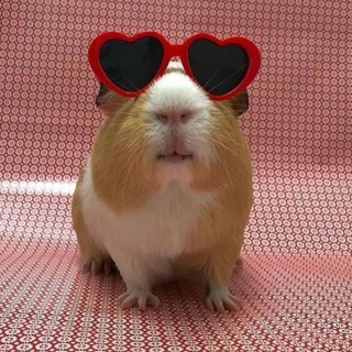 Морские Свинки🐹