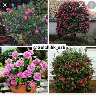 🌱🌼🌹ХУШБЎЙ ГУЛЛАР 🌹🌼🌱ўйда қолинг