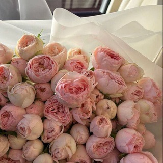 ✨Пионы Цветы✨