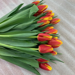 Горзеленхоз. Цветы. Иркутск