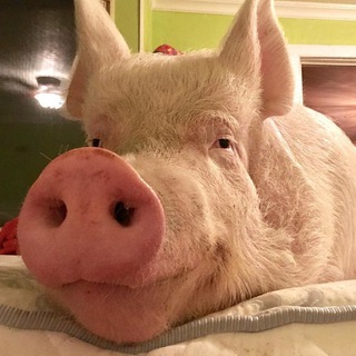 СВИНЯЧИЙ ЗАГОН