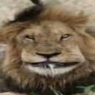 Мемические морщины