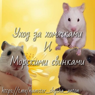 🐹Уход за хомячками и морскими свинками🐹