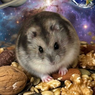 Хомяк Ричард 🐹