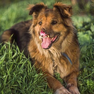 HAPPY_DOLLY 🐾💞🐾