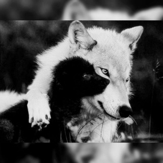 😷🦠說狼山丘 Happy Wolf Friends🐺⛰