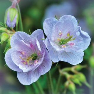 ЗИМОСТОЙКИЕ ГЕРАНИ