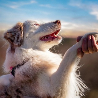 Они лучше чем мы