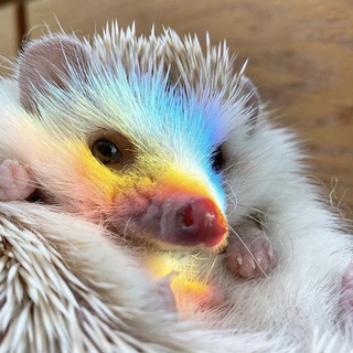 Ёжики | Hedgehogs