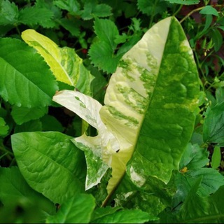 Хе-хе plant | шуточки о растениях