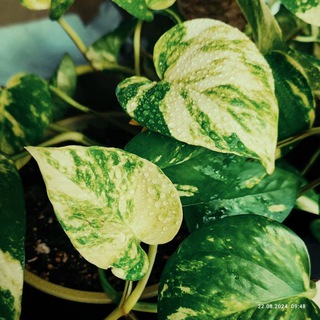 Лена в листьях и кистях