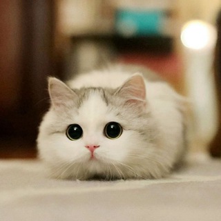 Помощь животным