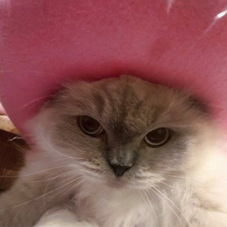 пᴘʏфы 𝓱𝓮𝓷𝓴𝓪𝓵𝓴𝓪🌷