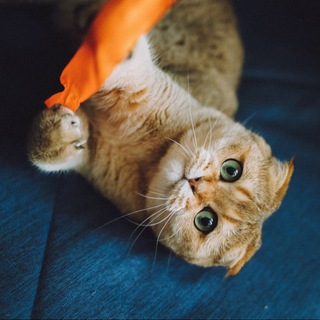 Henry The Cat 🧶🌷