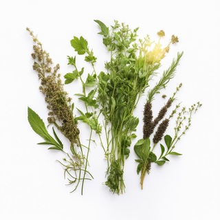 Лекарственные растения 🌿