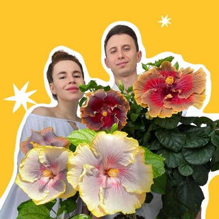 Хибиблум | Hibibloom | Гибискусы