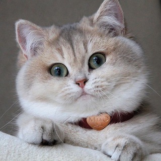 Хихикающие котики