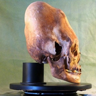 Древние обитатели Земли-Хистори.Эко