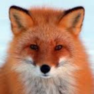 Приколы😂 Смешные животные😂