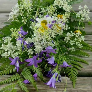 Анна Злобина 🌿Жизнь и травы ✳️ holisticgastro