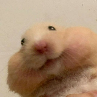 Homchi 🧚‍♂️