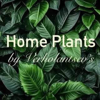 Home Plants 🌿 | Закупка растений | Клоны | Голландия