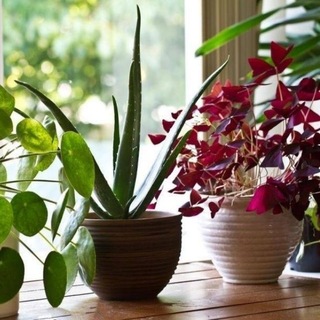 🪴 ЗЕЛЕНЫЙ УГОЛОК 🪴