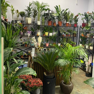 Цветы и комнатные растения Раменское