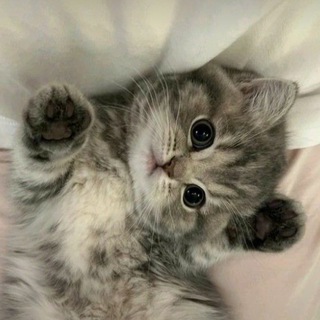 𝗠𝗜𝗟𝗔𝗦𝗛